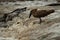 Hamerkop stands in river waiting for fish