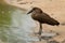 Hamerkop stands on sand by shallow river