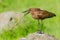 Hamerkop Throwing Stick