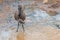 Hamerkop vs The Toad 01