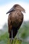 The hamerkop is a wading bird and is found in Africa, Madagascar and Arabia