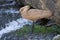 A Hamerkop, a wading predator, hunting in a river in Africa.