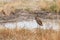 Hamerkop by water