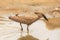 hamerkop who wades in a small river