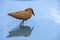 hamerkop who wades in a small river