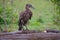 hamerkop who wades in a small river