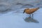 hamerkop who wades in a small river