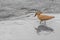 hamerkop who wades in a small river