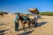 HAMMAMET, TUNISIA - Oct 2014: Donkey with a cart in Sahara desert on October 7, 2014