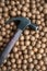 Hammer on the ground of macadamia nut with shell, base cracker. Local wisdom. Organic farm of Phu Suan Sai, Loei, Thailand.