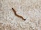 Hammer head flat worm on concrete floor