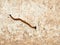 Hammer head flat worm on concrete floor