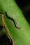 Hammer headed slug, Bipalium duscatum, Pune, Maharashtra