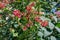 Hammer shrub, pink and red flower buds and leaves, cestrum elegans