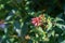 Hammer shrub, pink and red flower buds and leaves, cestrum elegans