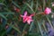 Hammer shrub, pink and red flower buds and leaves, cestrum elegans