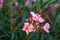 Hammer shrub, pink and red flower buds and leaves, cestrum elegans