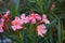 Hammer shrub, pink and red flower buds and leaves, cestrum elegans