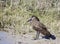 Hammerhead bird or hammerhead heron or Hamercop  rests on the sandy shore of the reservoir
