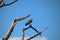 HAMMERHEAD BIRD SITTING ON A DRY BRANCH