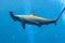 Hammerhead shark in the aquarium. The great hammerhead Sphyrna mokarran is the largest species of hammerhead shark, belonging to