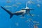 Hammerhead shark in the aquarium. The great hammerhead Sphyrna mokarran is the largest species of hammerhead shark, belonging to