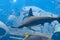 Hammerhead shark in the aquarium. The great hammerhead Sphyrna mokarran is the largest species of hammerhead shark, belonging to