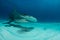 hammerhead shark in Bahamas