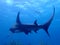 Hammerhead shark Bahamas summer scuba diving ocean marine life