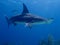 Hammerhead shark, bahamas. Underwater photography, scuba diving