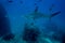 Hammerhead shark cocos island