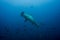 Hammerhead shark cocos island