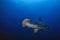 Hammerhead Shark, Darwin Island, Galapagos