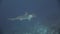 Hammerhead shark hammer predator underwater in search of food on seabed.