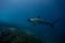 Hammerhead shark malpelo island