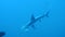 Hammerhead shark in pacific ocean