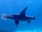 Hammerhead Shark photogrphed on a dive in the Bahamas. Marine life. Love this profile of its silhouette. Underwater photography