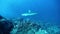 Hammerhead shark and sea turtle underwater Pacific Ocean.