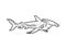 Hammerhead shark sketch vector illustration