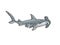 Hammerhead shark sketch vector illustration