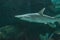 Hammerhead shark, Sphyrna lewini