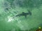 Hammerhead Shark swimming below the surface
