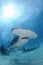 Hammerhead Shark Swimming among Divers in Open Water in Bahamas