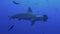 Hammerhead Shark swims in blue sea search of food.