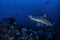 Hammerhead shark swims by divers, Cocos Island, Costa Rica