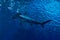 Hammerhead shark under surface