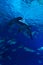 Hammerhead shark in vertical view