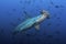 Hammerhead Sphryna lewinii in a blue background