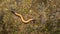 Hammerhead worm