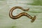 Hammerhead worm on green leaf